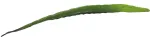 EUROPALMS dirbtinis alijo&scaron;iaus lapas (EVA), žalias, 60cm 82530581