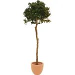 EUROPALMS Dirbtinis lauro lapų rutulio formos medis, 180cm 82506946