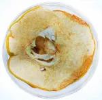Cidonijos vaisiai riekelėmis, džiovinti &ndash; 100 g