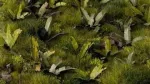 Gamers Grass Gamers Grass: Lazeriniai augalai - Banana Medis - Banana Medis
