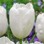 Tulpė Darvino "Hakuun" - 10 vnt.