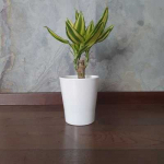 Caryota (Fishtail palm)