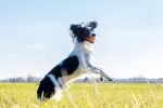 Playfulspirit &Scaron;okinėjantis guminis kamuolys su nelygiu pavir&scaron;iumi &ndash; puikus kramtomasis žaislas dygstantiems &scaron;uniukams ir puikus žaislas mažesniems ir vidutinio dydžio &scaron;unims žaisti, gaudyti ir atne&scaron;ti &ndash; smagios pramogos garantuotos (oranžinis)