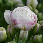 Tulpė "Double Surprise" - 50 vnt.