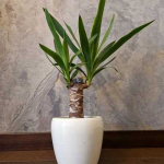 Yucca elephantipes