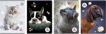 Beniamin Notebook A5/80K tinklelis The Sweet Pets (5 vnt.)