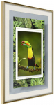 Plakatas - Toucan in the Frame