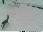 Medžioklės kamera PNI Hunting 350C 12MP su 3G internetu, SMS, nuotraukų siuntimu į telefoną, el. pa&scaron;tą, FTP, &bdquo;Full HD&ldquo; 1080P, naktiniu matymu, 58 nematomais &scaron;viesos diodais gyvūnams