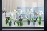 Prosperplast atrama gėlėms, orchidėjoms, orchidėjoms Istc03 rožinė