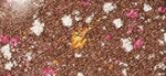 PUPA Milano Itin pigmentuoti akių &scaron;e&scaron;ėliai Vamp! (kompakti&scaron;ki akių &scaron;e&scaron;ėliai) 1,5 g, 403 Fancy Brown - Gems