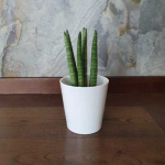 Sansevieria cylindrica Straight