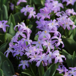 Sniegžydrės luciliae Violet Beauty - 50 vnt.