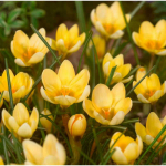 Krokai "Romance" - 100 vnt.