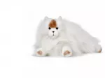 Beppe Kot perski balta 35cm 14289 25074
