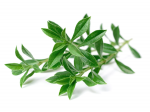 Click And Grow Click & Grow sėklos i&scaron;maniajam vazonui - Kalninis da&scaron;is (SGR75X3) 3vnt.