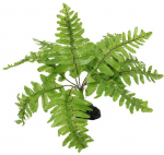 Dekors terārijam : Repti Planet Nephrolepis fern, 20 cm