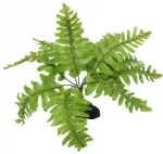 Dekors terārijam : Repti Planet Nephrolepis fern, 20 cm