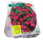 Begonijų svogūnėliai, lot. BEGONIA PENDULA ROZE, 5 vnt