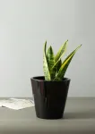 Vazonas sofia, keramikos, juodas, blizgus, skersmuo 19 cm