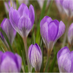 Krokai tommasinianus "Barr's Violetinė" - 100 vnt.