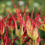Botaninė tulpė Acuminata - 5 vnt.