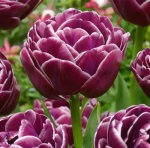 Tulpė "Dream Touch" - 5 vnt.