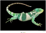 Plakatas Komar National Geographic sieninis paveikslas Fidžio sala dryžuotoji iguana &ndash; dydis: 70 x 50 cm &ndash; be rėmo &ndash; plakato fotografija, gyvūnas, nykstantis gyvūnas, gyvūno paveikslas, kliento atspaudas, portretas &ndash; Wb-ng-037-70x50