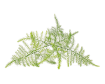 Click & Grow sėklos i&scaron;maniajam vazonui - Plunksna&scaron;akis smidras (SGR80X3) 3vnt.