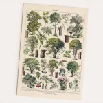 Vintage plakatas su medžiais Arbres 30x40 cm