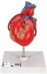 3b Scientific Žmogaus anatomija - klasikinis &scaron;irdies modelis su &scaron;untu, 2 dalys + nemokama anatomijos programėlė - 3b Smart Anatomy