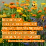 Biobalu Sunshine Medetkų Sėklų Mi&scaron;inys &ndash; Spalvinga Gėlių Pieva su Daugiau Nei 7 Skirtingomis Calendula Veislėmis &ndash; Sėklų Festivalis ir Bitėms Draugi&scaron;ki Vasaros Žiedai, Gėlių Sėklos 20 g