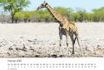 Edition Seidel Premium kalendorius Fascination Giraffes 2025 formatas Din A3 sieninis kalendorius gyvūnų kalendorius Afrika Pietų Afrika Kenija Serengeti stepė savana žirafa bulius karvės laukiniai gyvūnai