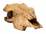 Exo Terra EXOTERRA - Cave Buffalo Skull - (222.2057)