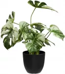 House Nordic Monstera