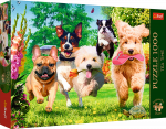 Dėlionė TREFL Premium Plus Puzle Suņi, 1000 gab.