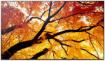 Monitorius Sharp M982, 98" M-Series LFD, UHD 4K (3840x2160), 550cd/m2,