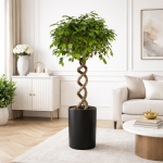 Ficus Benjamina su spiraliniu kotu, 140 cm