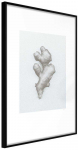 Plakatas - Ginger Rhizome