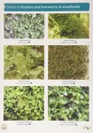 KNYGA Martin Godfrey Guide to Mosses and Liverworts of Woodlands