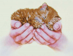 Diamond Dotz 52 x 40 cm - Kačiukas