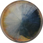 Tortinė Madera 32 cm AMBITION