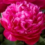 Bijūnas &lsquo;Raudona Sarah Bernhardt&rsquo;, &scaron;aknis, 10 vnt.