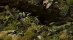 Gamers Grass Gamers Grass: Lazeriniai augalai - Lordai ir ponios - Stebimi vaizdai
