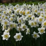 Narcizai "Ice Follies" - 50 vnt.