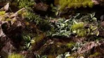 Gamers Grass Gamers Grass: Lazeriniai augalai - plantain Lily - Funkia