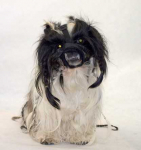 Grande Finale Reguliuojamas juostelių antsnukis XS