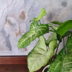 Syngonium Baltas Butterfly