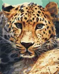 101 paveikslas tapyba pagal skaičius suaugusiems su rėmu didingas leopardas tapyba pagal skaičius amatų &bdquo;pasidaryk pats&ldquo; rinkinys 40 x 50 cm drobė, užtempta ant medinio rėmo