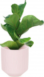 AmeliaHome FLOWERERPOT/AH/PASO/POWDERPINK/9X9,8