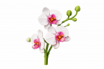 Konstruktorius gėlė &bdquo;Orchidėja